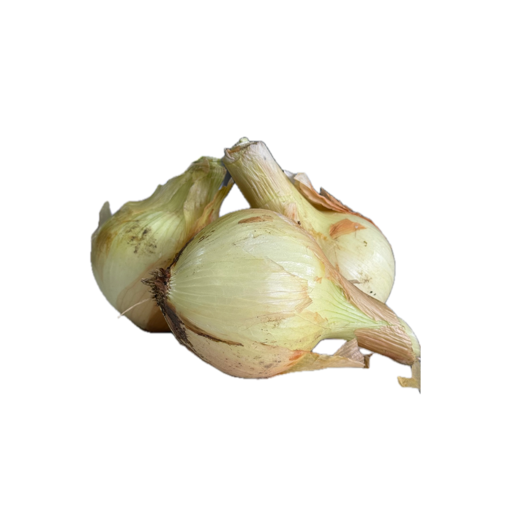 Cebola