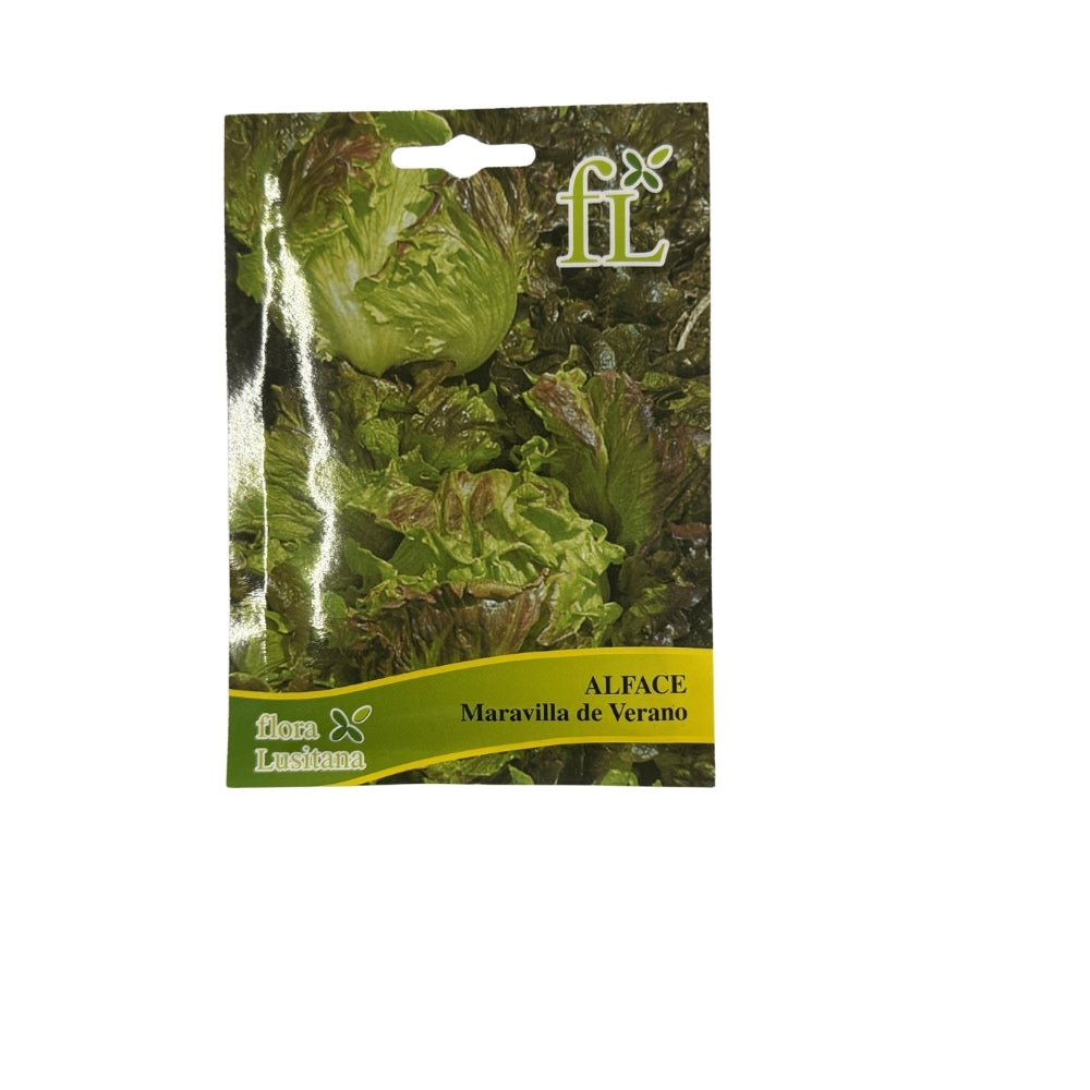 Alface Maravilha de Verano - 5gr